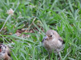 Baby finch on the grass