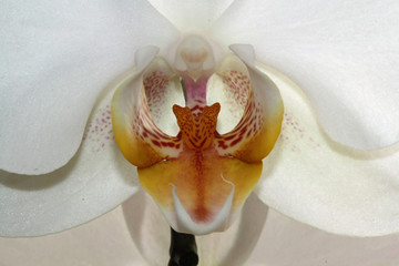 Nachtfalterorchidee