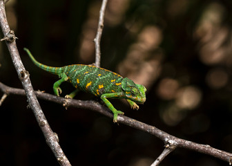 Chamaeleo monachus, an endemic lizard of Socotra Island, Yemenese Unesco World Heritage Site in Indian Ocean