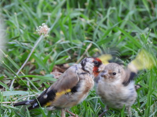 Mother Goldfinch feeding baby finch on the grass