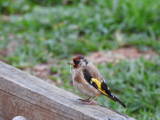 Bird with twig in beak perched on timber.