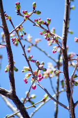 桜のつぼみ