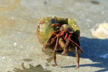 hermit crab always carries her house with her. He does not need to think where to sleep or where to hide.