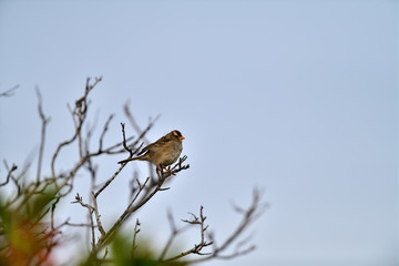 Yellow Crowned Sparrow