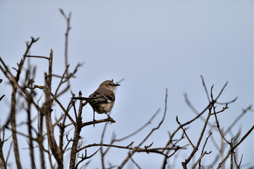 Northern Mockingbird