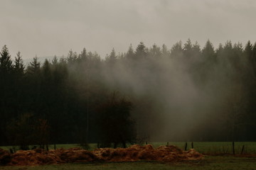 mornining fog in forest 