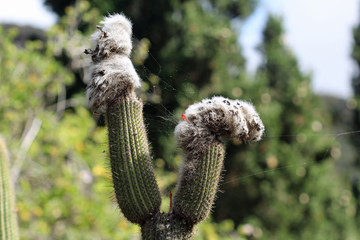 KAKTUS_espostoa_guentheri