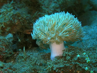 The amazing and mysterious underwater world of Indonesia, North Sulawesi, Manado, soft coral