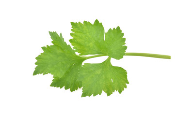 Celery isolated on white background