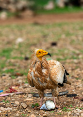 Egyptian Vulture in Socotra Island, Yemenese Unesco World Heritage Site in Indian Ocean