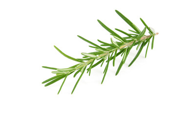 Fototapeta premium Rosemary isolated on white background
