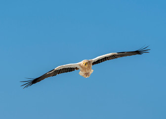 Egyptian Vulture in Socotra Island, Yemenese Unesco World Heritage Site in Indian Ocean