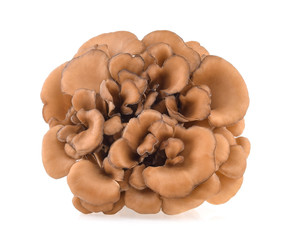 maitake mushrooms isolated on white background