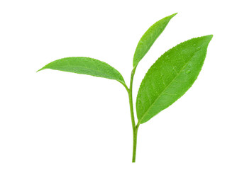 leaves Fresh green tea with drops of water isolated on white background.