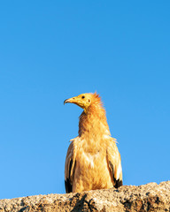 Egyptian Vulture in Socotra Island, Yemenese Unesco World Heritage Site in Indian Ocean