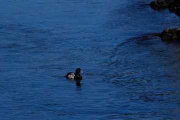 greater scaup in water