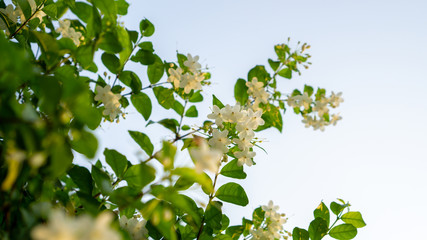 Branches of beauty petite white petals Wrightia flowering bush tree blooming on green leaf background, fragrant plant in a garden under blurred blue sky and white clouds, selective focus image