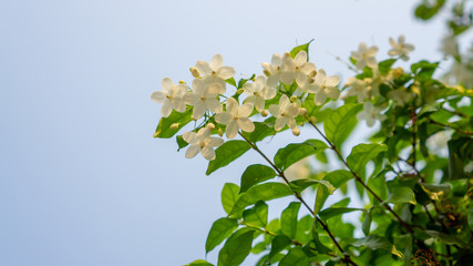 Branches of beauty petite white petals Wrightia flowering bush tree blooming on green leaf background, fragrant plant in a garden under blurred blue sky, selective focus image