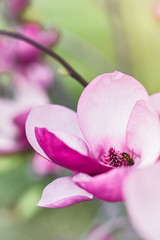 Fototapeta na wymiar Blooming magnolia blossom tree close up with bee pollinating the flower close up macro spring inspiration 