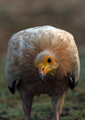 Egyptian Vulture in Socotra Island, Yemenese Unesco World Heritage Site in Indian Ocean