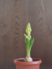 Young geocint with flower buds with green leaves on a wooden background.Growing in the home.