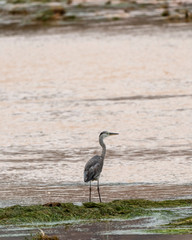 Grey Flamingo in Socotra Island, Yemenese Unesco World Heritage Site in Indian Ocean