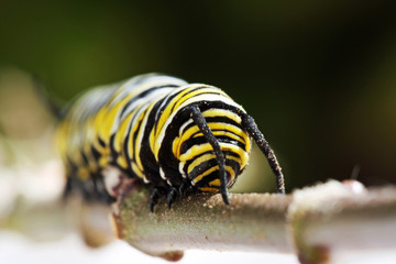 Monarchfalter_Raupe
