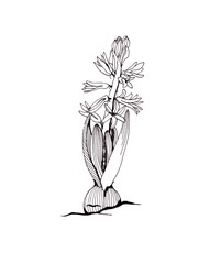 linear graphic black and white drawing blooming hyacinths with bulbs