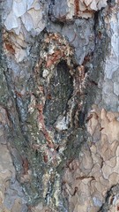 bark of a pine tree close-up