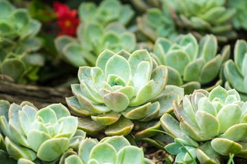 Echeveria plants closeup in group