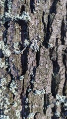 bark of a Linden tree close-up