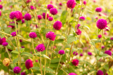 Pink petals of Globe amaranth blossom on green leaves under sunligth morning