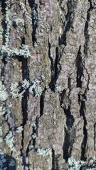 bark of a Linden tree close-up
