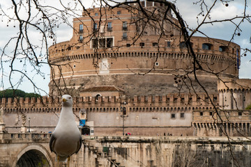 Seagull with Castel Sant Angelo in Rome in Italy in the background