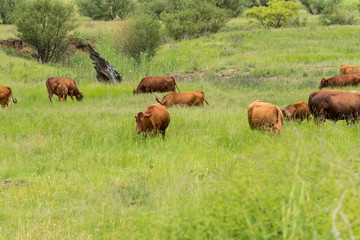 Fototapeta na wymiar free range beef cattle herd grazing
