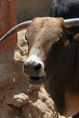 Zebu
