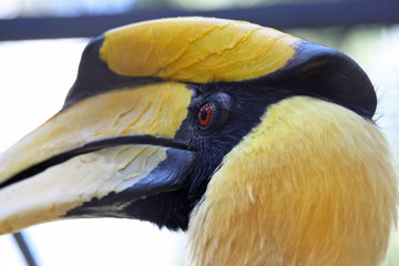 Doppelhornvogel