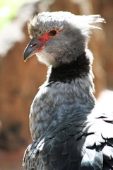 Halsband-Wehrvogel