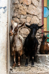 Goats are everywhere in Socotra Island, Yemenese Unesco World Heritage Site in Indian Ocean