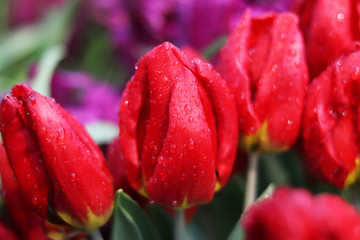 red flowers tulips close-up