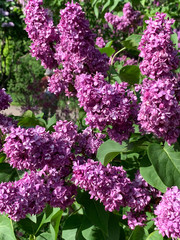 Obraz premium blooming spring lilac-violet inflorescences of poured on a blurry background