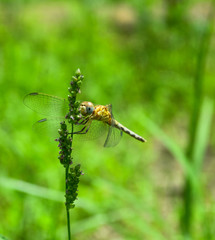 dragonfly on flower in garden close up nature outdoor insect animal, red brown color plant green background