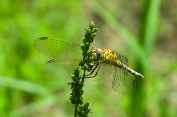dragonfly on flower in garden close up nature outdoor insect animal, red brown color plant green background
