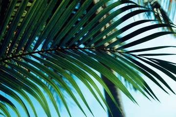 Obraz na płótnie Canvas green palm branch. perfect background for design