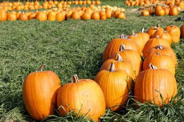 Pumpkins in a Pumpkin Patch