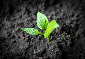 The first seedling to sprout before planting in the garden.