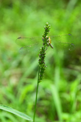 dragonfly on flower in garden close up nature outdoor insect animal, red brown color plant green background