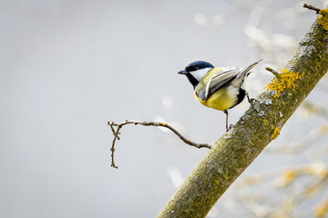 Great tit (Parus major)