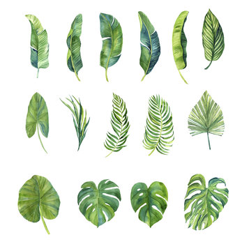 finished image of green leaves of monstera and other palm trees on a white background, watercolor
