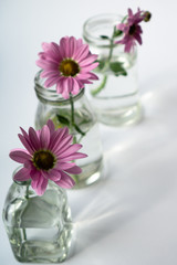 Floral still life with glass vases on a sunny white background.